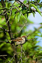 Male Common / House sparrow {Passer domesticus} California, USA