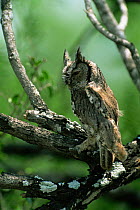 Eastern screech owl {Megascops asio} Texas, USA
