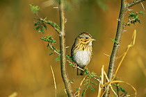 Lincoln's sparrow {Zonotricia lincolnii} Texas, USA