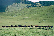 Yak train pulling laden cart, moving camp. Hangay mountains, Mongolia.