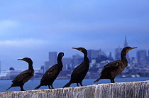 Brandt's Cormorant {Phalacrocorax penicillatus} with the city of San Francisco in background, Alcatraz Island, California, USA