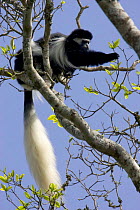 Black-and-white Colobus Monkey {Colobus guereza} feeding in tree, Aberdares NP, Kenya
