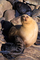 California Sealion {Zalophus californianus} Mother and pup resting, San Miguel Island, California, USA.  Sitting upright with neck outstretched is a common and comfortable resting position for sea lio...