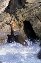 Californian Sealion {Zalophus californianus} Mother and pup climbing up cliff to avoid rising surf, San Miguel Island, California, USA  Although pups can swim at birth, they lack strength and coordina...