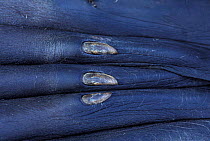 Close up of nails on fore flipper of Californian Sealion {Zalophus californianus}  California, USA.