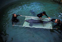 Rehab. staff and volunteers from the Marine Mammal Center and Long Marine Lab put a bottle-nosed dolphin, "Baker", into a sling for transport from his tank at the Long Marine Lab to the open ocean for...