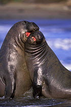 Northern Elephant Seal {Mirounga angustirostris} Sub-adult bulls sparring on shore, California, USA
