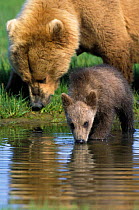 Alaskan Brown Bear {Ursus arctos middendorffi}~~young cub (3-4 months) drinking beside mother grazing, Katmai NP, Alaska, USA