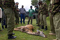 Park officials surround 3 week Giraffe calf attacked by poachers {Giraffa camelopardalis} Maasai Mara Reserve, Kenya