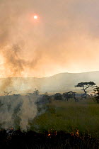A controlled burn sweeps across the savanna at sunset, Maasai Mara Reserve, Kenya