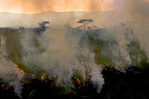 A controlled burn sweeps across the savanna at sunset, Masai Mara Reserve, Kenya