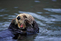 Southern Sea Otter {Enhydra lutris} grooming in water, Monterey, California, USA