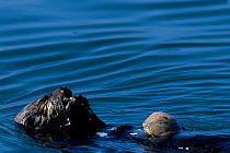 Southern Sea Otter {Enhydra lutris} feeding on molluscs while floating on back, Monterey, California, USA