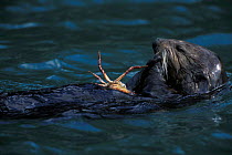 Southern Sea Otter {Enhydra lutris} feeding on crab while floating on back, Monterey, California, USA