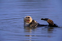Southern Sea Otter {Enhydra lutris} floating on back with feet in the air, Monterey, California, USA