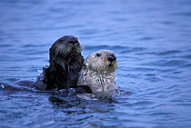 Sea Otter {Enhydra lutris} mating / courtship behaviour, male on left, female on right, Monterey, California, USA