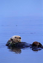Sea Otter {Enhydra lutris} Large male wrapped in eelgrass, Monterey, California, USA