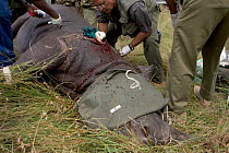 Park veterinarians and rangers treat a female Black rhinoceros' infected wound {Diceros bicornis} Maasai Mara Reserve, Kenya