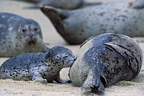 Common / Pacific Harbor Seal {Phoca vitulina} female suckling pup, California, USA