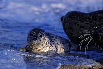 Common / Pacific Harbor Seal {Phoca vitulina} young pup, less than one-week, California, USA