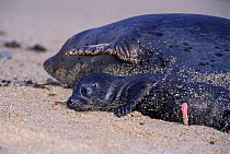 Common / Pacific Harbor Seal {Phoca vitulina} newborn pup with umbilical cord still attached, California, USA