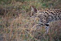 Serval {Felis serval} adult female stalking rodents,  Ngorongoro crater, Tanzania
