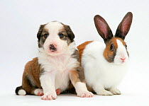 Sable-and-white Border Collie pup with fawn Dutch rabbit.