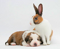Fawn Dutch rabbit with sleeping Sable-and-white Border Collie pup.