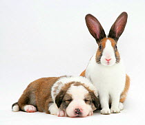 Fawn Dutch rabbit with sleeping Sable-and-white Border Collie pup.