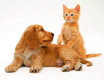 Ginger kitten with Golden Cocker Spaniel puppy.