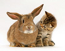 British Shorthair brown tabby female kitten looking inquisitively at young agouti 'windmill ears' rabbit