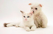West Highland White Terrier puppy sniffing blue-eyed Ragdoll cat's ear.