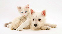 Ragdoll kitten with West Highland White Terrier puppy.