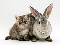 Silver Exotic kitten, 9-week with Silver Rex doe rabbit.