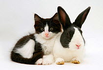 Black Dutch rabbit with black-and-white kitten 'Felix'