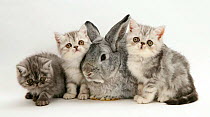 Three silver Exotic kittens with silver Lop rabbit