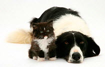 Black-and-white Border Collie lying chin on floor with black-and-white kitten.