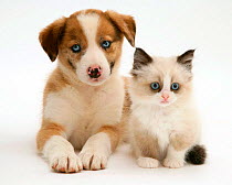 Blue-eyed red merle Border Collie puppy with Birman-cross kitten. Blue eyes