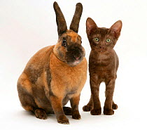 Brown Burmese-cross kitten with Rex rabbit.