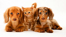 Cream Dapple and Chocolate Dapple Miniature Long-haired Dachshund puppies with British Shorthair red tabby kitten.