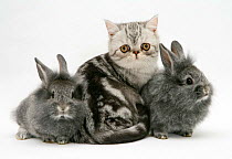 Blue-silver Exotic Shorthair kitten with baby silver Lionhead rabbits.