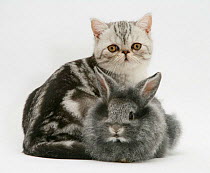 Blue-silver Exotic Shorthair kitten with baby silver Lionhead rabbit.