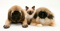 Pekingese and English Mastiff puppies with Birman-cross kitten.