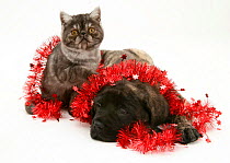 Smoke Exotic kitten with Brindle English Mastiff puppy wrapped with tinsel.