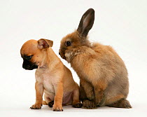 Chihuahua puppy and Lionhead rabbit