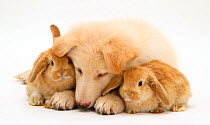 White German Shepherd Dog puppy and Sandy Lop baby rabbits
