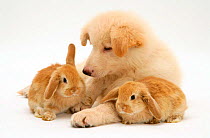 White German Shepherd Dog puppy with Sandy Lop baby rabbits.