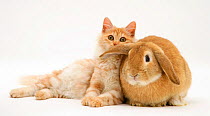 Red silver Turkish Angora cat and sandy Lop Rabbit snuggling together.