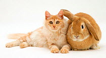 Red silver Turkish Angora cat with Sandy Lop Rabbit.