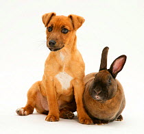 Dwarf Rex rabbit with Jack Russell Terrier x Chihuahua puppy.